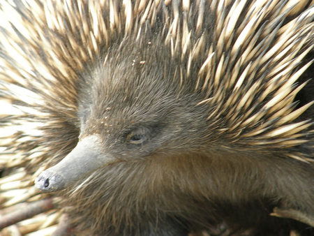 Dundee's Wildlife Park - Tourism Canberra 3