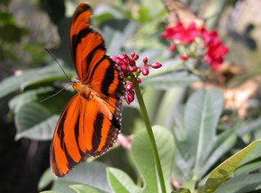 Butterfly Farm - Tourism Canberra 0
