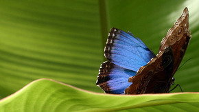 Butterfly Farm - Tourism Canberra 3