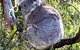 Koala Conservation Centre - thumb 0