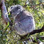 Koala Conservation Centre - Tourism Canberra 0