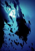 Scuba World - Tourism Canberra 0