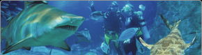 Scuba World - Tourism Canberra 1