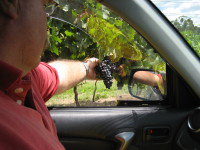 Mount Tamborine Winery & Homestead - Tourism Canberra 1