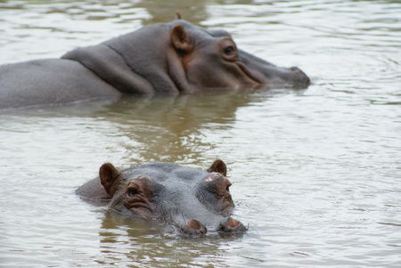 Cairns Wildlife Safari Reserve - Tourism Canberra 2
