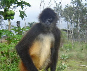 Cairns Wildlife Safari Reserve - Tourism Canberra 3