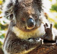 Gorge Wildlife Park - Tourism Canberra