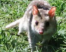Milang SA Tourism Canberra