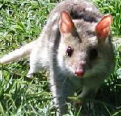 Urimbirra Wildlife Park - Tourism Canberra