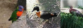 Urimbirra Wildlife Park - Tourism Canberra 2