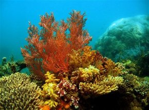 Three Islands Whale Shark Dive - Tourism Canberra 0