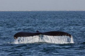 Three Islands Whale Shark Dive - Tourism Canberra 1