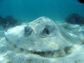 Three Islands Whale Shark Dive - Tourism Canberra 2