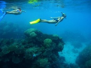 Three Islands Whale Shark Dive - Tourism Canberra 3