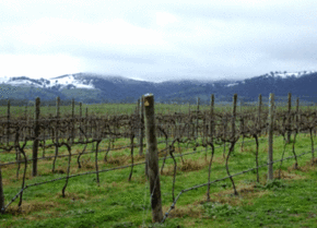 Kinloch Wines - Tourism Canberra