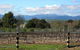 Buller View Wines - thumb 0