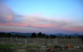 Buller View Wines - Tourism Canberra 1