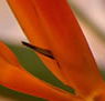 Zen Day Spa - Tourism Canberra