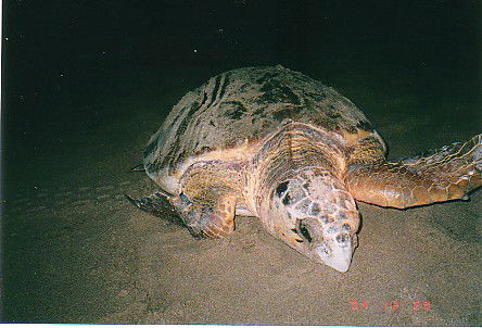 Footprints Adventures - Tourism Canberra 0