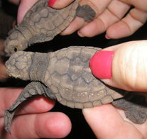 Footprints Adventures - Tourism Canberra 1