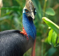 David Fleay Wildlife Park - Tourism Canberra