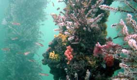 Underwater Sports Diving Centre - Tourism Canberra 2