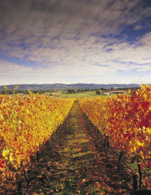 South Melbourne VIC Tourism Canberra
