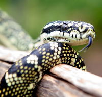 Reptile Encounters - Tourism Canberra