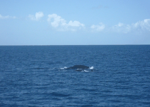 Carlo Fishing Charters - Tourism Canberra 1