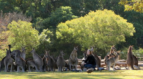 Lone Pine Koala Sanctuary - Tourism Canberra 1
