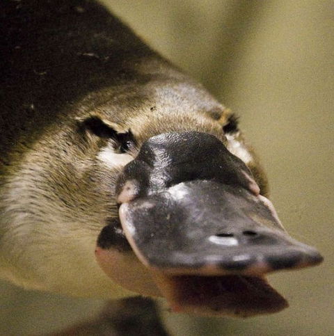 Lone Pine Koala Sanctuary - Tourism Canberra 2