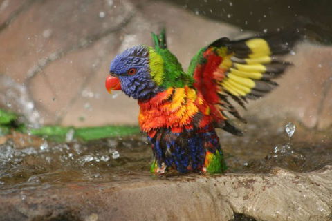 Lone Pine Koala Sanctuary - Tourism Canberra 5