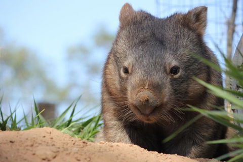 Lone Pine Koala Sanctuary - Tourism Canberra 7