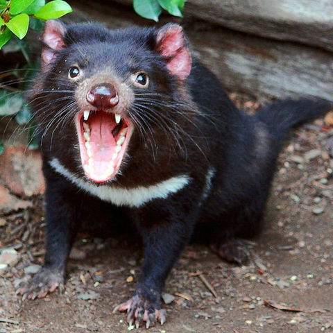 Lone Pine Koala Sanctuary - Tourism Canberra 8