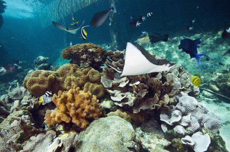 Reef HQ Great Barrier Reef Aquarium - Tourism Canberra 3