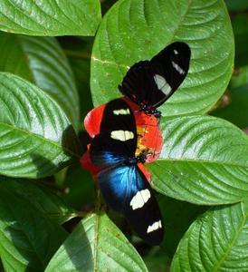 Butterfly Farm - Tourism Canberra 4
