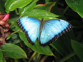 Butterfly Farm - Tourism Canberra 5