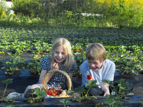 Blue Hills Berries & Cherries - Tourism Canberra 0