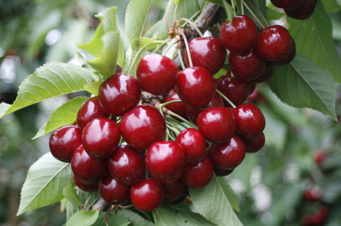 Blue Hills Berries & Cherries - Tourism Canberra 2