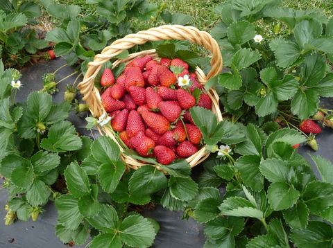 Blue Hills Berries & Cherries - Tourism Canberra 3