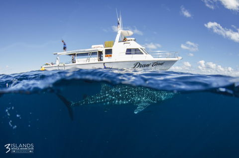 Three Islands Whale Shark Dive - Tourism Canberra 4