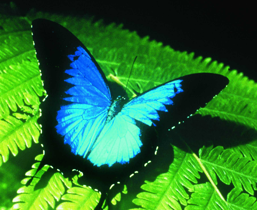 Australian Butterfly Sanctuary - Tourism Canberra 0