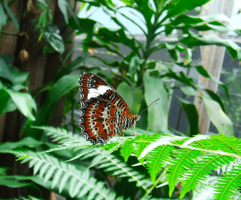 Australian Butterfly Sanctuary - Tourism Canberra 1