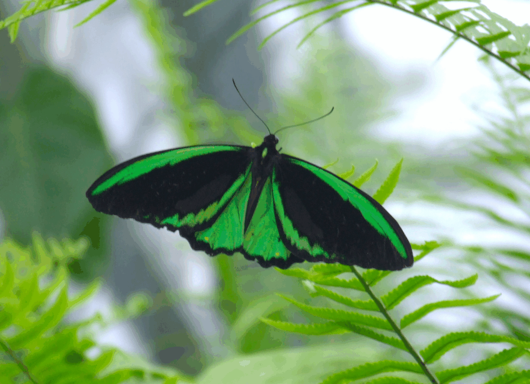 Australian Butterfly Sanctuary - Tourism Canberra 2