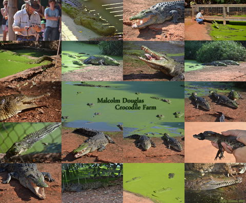 The Malcolm Douglas Crocodile Park - Tourism Canberra 0