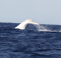 Australian Whale Watching - Tourism Canberra