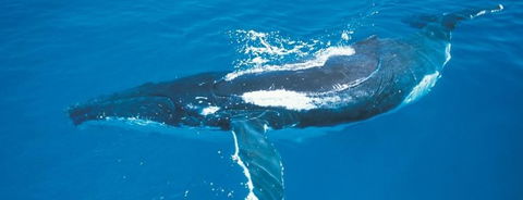 Australian Whale Watching - Tourism Canberra 6