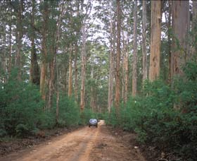 Boranup Drive - Tourism Canberra 0
