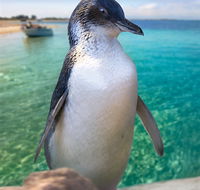 Penguin Island - Tourism Canberra