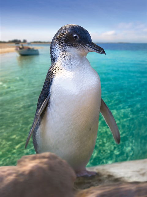 Penguin Island - Tourism Canberra 0